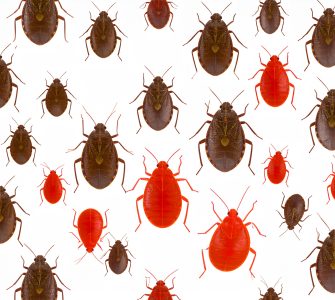 qui faire appel eradiquer punaises lit